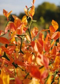 Flying Dragon Hardy Orange Tree - 7 Gallon Pot (5-6') (COPY) -Garden Plant Shop Orange Flying Dragon 13 2