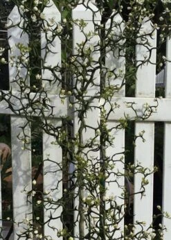 Flying Dragon Hardy Orange Tree - 7 Gallon Pot (5-6') (COPY) -Garden Plant Shop Orange Flying Dragon 3 2