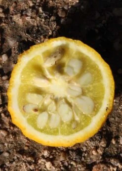 Flying Dragon Hardy Orange Tree - 3 Gallon Pot -Garden Plant Shop Orange Flying Dragon 5