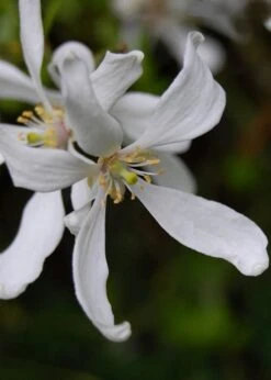 Flying Dragon Hardy Orange Tree - 7 Gallon Pot (5-6') (COPY) -Garden Plant Shop Orange Flying Dragon 8 2
