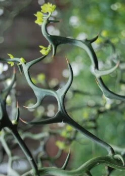 Flying Dragon Hardy Orange Tree - 3 Gallon Pot -Garden Plant Shop Orange Flying Dragon 9