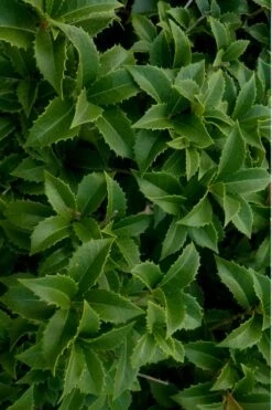 Wheeler's Cold Hardy Fragrant Tea Olive (Osmanthus) - 3 Gallon Pot -Garden Plant Shop Osmanthus Carl Wheeler 15