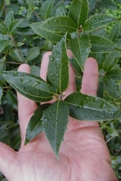 Wheeler's Cold Hardy Fragrant Tea Olive (Osmanthus) - 3 Gallon Pot -Garden Plant Shop Osmanthus Carl Wheeler 6
