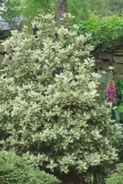 Goshiki Osmanthus (Variegated False Holly) - 2 Gallon Pot -Garden Plant Shop Osmanthus Goshiki 20 3