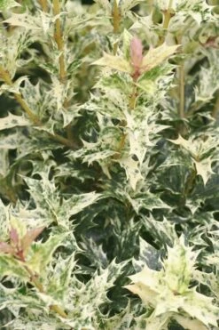 Goshiki Osmanthus (Variegated False Holly) - 1 Gallon Pot -Garden Plant Shop Osmanthus Goshiki 21 2