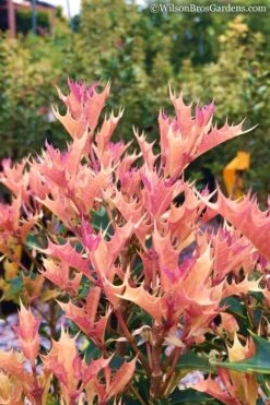 Party Lights Pink Flush Tea Olive - Osmanthus Heterophyllus - 5 Gallon Pot 9 Party Lights Pink Flush Tea Olive - Osmanthus Heterophyllus - 5 Gallon Pot -Garden Plant Shop Osmanthus Party Lights 11