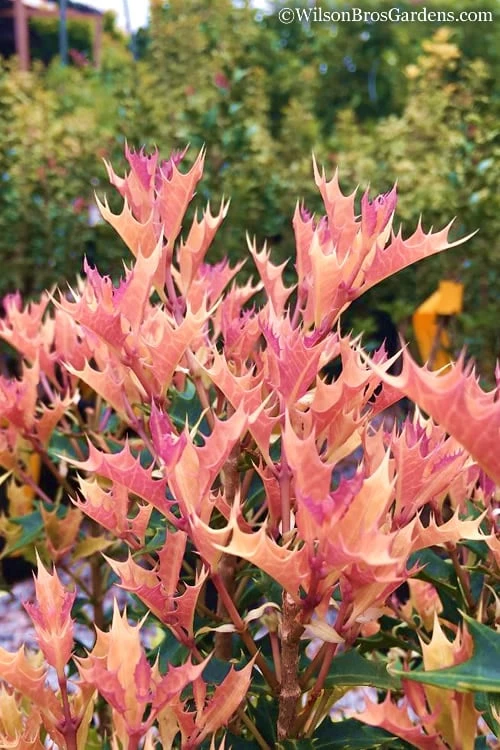 Party Lights Pink Flush Tea Olive - Osmanthus Heterophyllus - 5 Gallon Pot 5 Party Lights Pink Flush Tea Olive - Osmanthus Heterophyllus - 5 Gallon Pot - Image 5