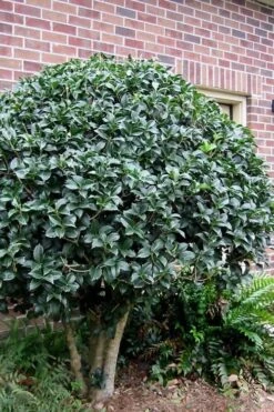 San Jose Fortune's Tea Olive Osmanthus - 3 Gallon Pot -Garden Plant Shop Osmanthus San Jose Tea Olive 2