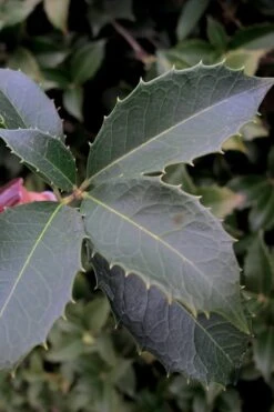 San Jose Fortune's Tea Olive Osmanthus - 3 Gallon Pot -Garden Plant Shop Osmanthus San Jose Tea Olive 3