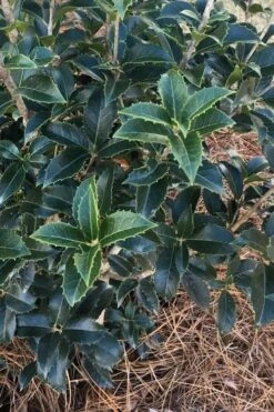 San Jose Fortune's Tea Olive Osmanthus - 3 Gallon Pot -Garden Plant Shop Osmanthus San Jose Tea Olive 4