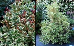 Fragrant Variegated Tea Olive - Osmanthus Heterophyllus 'Variegatus' - 3 Gallon Pot -Garden Plant Shop Osmanthus Variegated False Holly 2