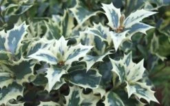 Fragrant Variegated Tea Olive - Osmanthus Heterophyllus 'Variegatus' - 3 Gallon Pot -Garden Plant Shop Osmanthus Variegated False Holly Leaves