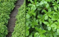 Green Carpet Pachysandra - Japanese Spurge - 18 Count Flat Of Pint Pots -Garden Plant Shop Pachysandra Green Carpet