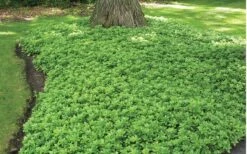 Green Carpet Pachysandra - Japanese Spurge - 18 Count Flat Of Pint Pots -Garden Plant Shop Pachysandra Green Carpet Landscape