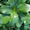 Green Sheen Pachysandra - Japanese Spurge - 18 Count Flats Of Pint Pots