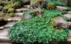 Green Sheen Pachysandra - Japanese Spurge - 18 Count Flats Of Pint Pots -Garden Plant Shop Pachysandra Green Sheen Landscape