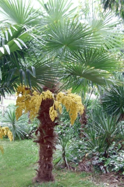 Windmill Cold Hardy Palm Tree - 7 Gallon Pot (2-3') -Garden Plant Shop Palm Windmill 500x750 1