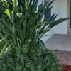 Pringles Dwarf Podocarpus Yew - 1 Gallon Pot