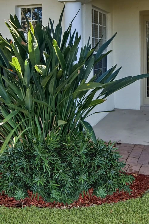 Pringles Dwarf Podocarpus Yew - 3 Gallon Pot 1 Pringles Dwarf Podocarpus Yew - 3 Gallon Pot