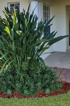 Pringles Dwarf Podocarpus Yew - 1 Gallon Pot