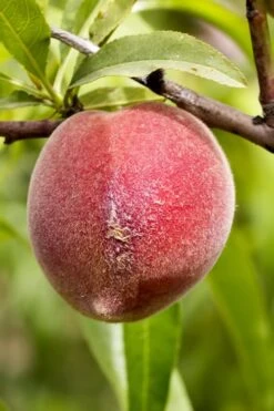 Bonanza Dwarf Patio Peach Tree - 3 Gallon Pot 12 Bonanza Dwarf Patio Peach Tree - 3 Gallon Pot -Garden Plant Shop Peach Bonanza 1 2