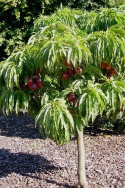 Bonanza Dwarf Patio Peach Tree - 5 Gallon -Garden Plant Shop Peach Bonanza 2 1