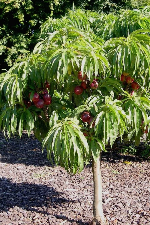 Bonanza Dwarf Patio Peach Tree - 3 Gallon Pot 8 Bonanza Dwarf Patio Peach Tree - 3 Gallon Pot - Image 8