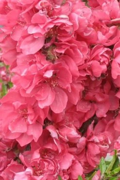 Bonanza Dwarf Patio Peach Tree - 3 Gallon Pot 11 Bonanza Dwarf Patio Peach Tree - 3 Gallon Pot -Garden Plant Shop Peach Bonanza 3 2