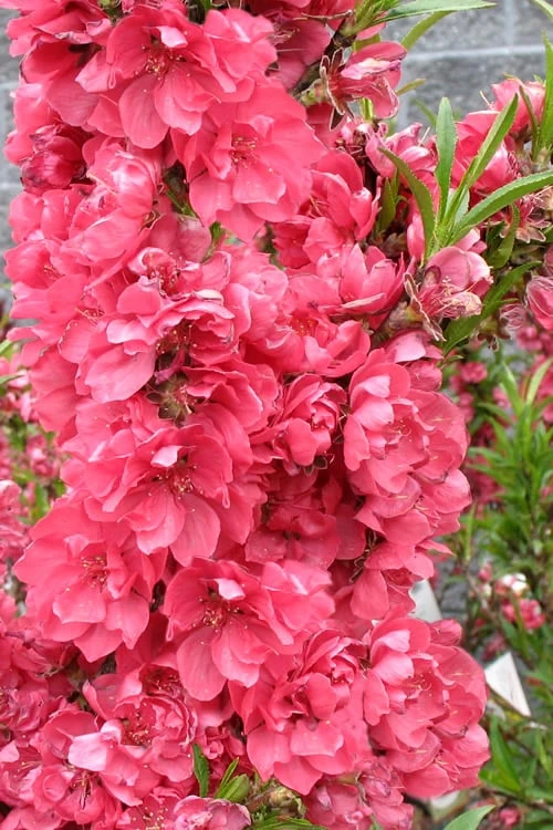 Bonanza Dwarf Patio Peach Tree - 3 Gallon Pot 7 Bonanza Dwarf Patio Peach Tree - 3 Gallon Pot - Image 7