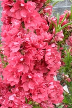 Bonanza Dwarf Patio Peach Tree - 2 Gallon Pot 14 Bonanza Dwarf Patio Peach Tree - 2 Gallon Pot -Garden Plant Shop Peach Bonanza 4