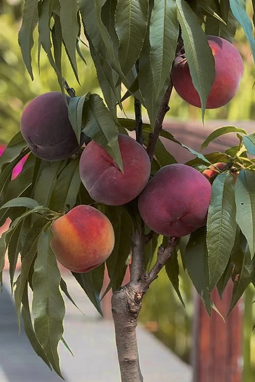 Bonanza Dwarf Patio Peach Tree - 3 Gallon Pot 6 Bonanza Dwarf Patio Peach Tree - 3 Gallon Pot - Image 6