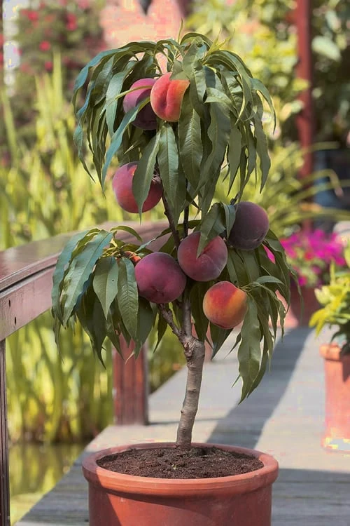 Bonanza Dwarf Patio Peach Tree - 3 Gallon Pot 1 Bonanza Dwarf Patio Peach Tree - 3 Gallon Pot