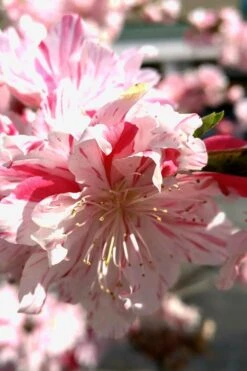 Peppermint Flowering Peach Tree - 2 Gallon Pot -Garden Plant Shop Peach Flowering Peppermint 2