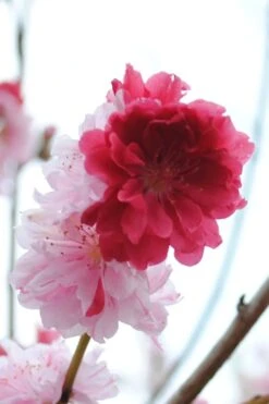 Peppermint Flowering Peach Tree - 5 Gallon Pot 10 Peppermint Flowering Peach Tree - 5 Gallon Pot -Garden Plant Shop Peach Flowering Peppermint 3 1