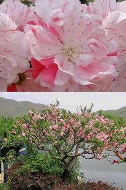 Peppermint Flowering Peach Tree - 2 Gallon Pot -Garden Plant Shop Peach Flowering Peppermint 6