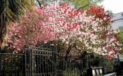 Peppermint Flowering Peach Tree - 2 Gallon Pot -Garden Plant Shop Peach Peppermint 6
