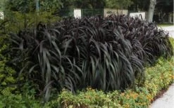 Princess Caroline Purple Fountain Grass (Pennisetum) - 1 Gallon Pot -Garden Plant Shop Pennisetum Princess Caroline 5