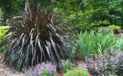Princess Caroline Purple Fountain Grass (Pennisetum) - 1 Gallon Pot -Garden Plant Shop Pennisetum Princess Caroline Plant 2