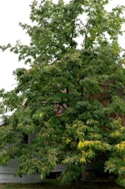 American Persimmon Tree (Diospyros Virginiana) - 1 Gallon Pot -Garden Plant Shop Persimmon American 2 2