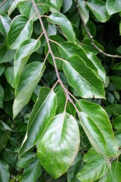 American Persimmon Tree (Diospyros Virginiana) - 1 Gallon Pot -Garden Plant Shop Persimmon American 3 2