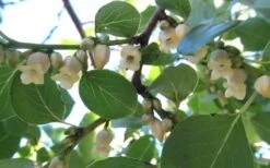 American Persimmon Tree - Diospyros Virginiana - 2 Gallon Pot -Garden Plant Shop Persimmon American 5 3