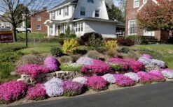 Drummond's Pink Creeping Phlox - 6 Pack Of 1 Gallon Pots 9 Drummond's Pink Creeping Phlox - 6 Pack Of 1 Gallon Pots -Garden Plant Shop Phlox Drummonds Pink 11 1