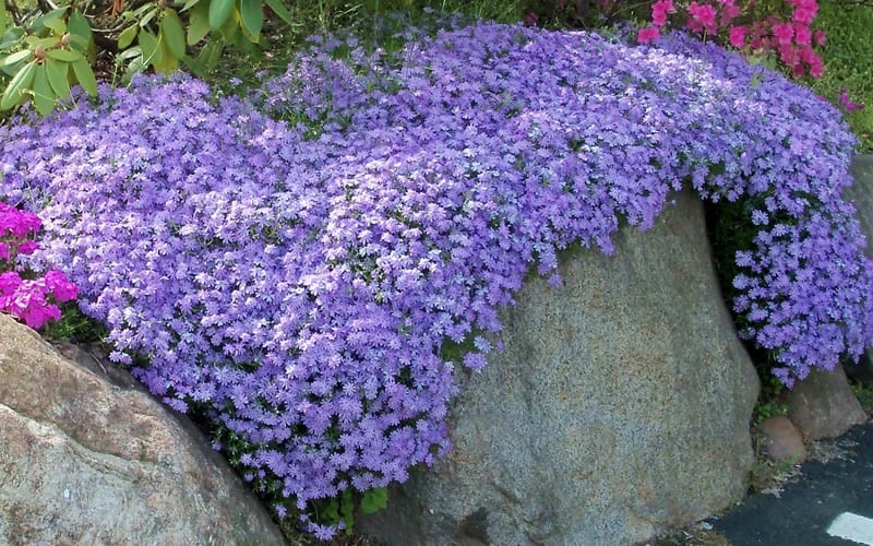 Emerald Cushion Blue Creeping Phlox - 1 Gallon Pot 4 Emerald Cushion Blue Creeping Phlox - 1 Gallon Pot - Image 4