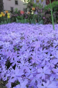 Emerald Cushion Blue Creeping Phlox - 6 Pack Of 1 Gallon Pots 11 Emerald Cushion Blue Creeping Phlox - 6 Pack Of 1 Gallon Pots -Garden Plant Shop Phlox Emerald Blue 13