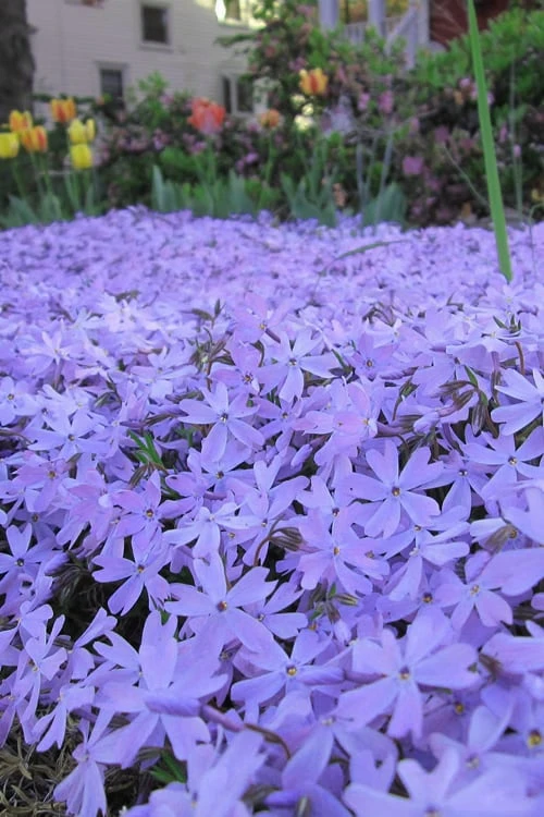 Emerald Cushion Blue Creeping Phlox - 6 Pack Of 1 Gallon Pots 6 Emerald Cushion Blue Creeping Phlox - 6 Pack Of 1 Gallon Pots - Image 6