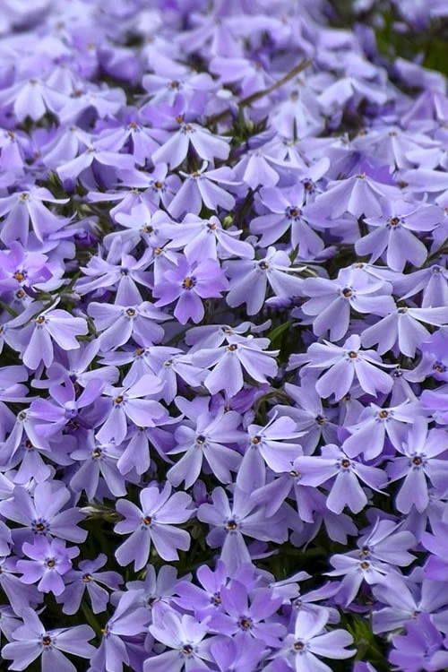 Emerald Cushion Blue Creeping Phlox - 1 Gallon Pot 5 Emerald Cushion Blue Creeping Phlox - 1 Gallon Pot - Image 5