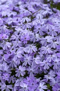 Emerald Cushion Blue Creeping Phlox - 6 Pack Of 1 Gallon Pots 10 Emerald Cushion Blue Creeping Phlox - 6 Pack Of 1 Gallon Pots -Garden Plant Shop Phlox Emerald Blue 14