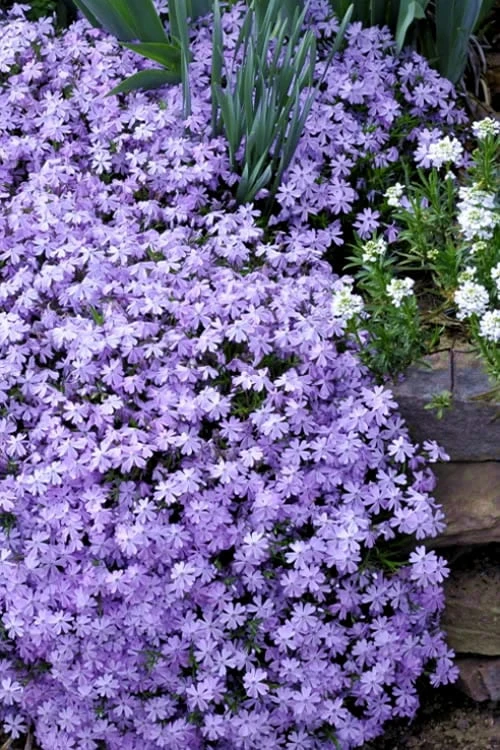 Emerald Cushion Blue Creeping Phlox - 6 Pack Of 1 Gallon Pots 1 Emerald Cushion Blue Creeping Phlox - 6 Pack Of 1 Gallon Pots