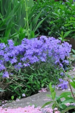 Blue Moon Woodland Phlox - 1 Gallon Pot -Garden Plant Shop Phlox Woodland Blue 11