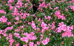 Chinzan Dwarf Azalea - 6 Pack Of 1 Gallon Pots 13 Chinzan Dwarf Azalea - 6 Pack Of 1 Gallon Pots -Garden Plant Shop Picture Azalea Chinzan 1